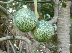 Voacanga thouarsii