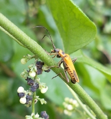Chauliognathus pensylvanicus