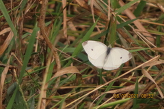 Pieris rapae