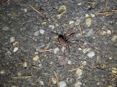 Hadrobunus maculosus