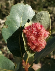 Andricus crystallinus