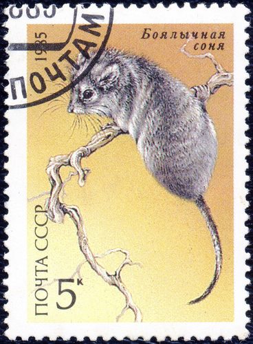 Desert Dormouse (Selevinia betpakdalaensis) — Data Deficient Mammalia