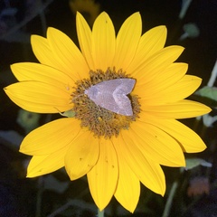 Plagiomimicus spumosum