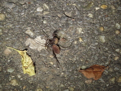 Hadrobunus maculosus