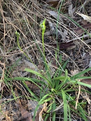 Chamaescilla corymbosa