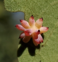 Cynips quercusechinus