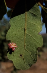 Cynips quercusechinus
