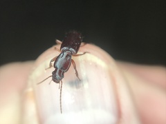 Stenomorphus californicus