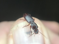 Stenomorphus californicus