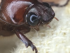Anomala flavipennis