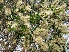 Melaleuca groveana