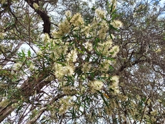 Melaleuca groveana