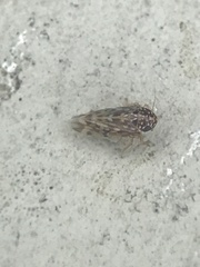 Xestocephalus superbus