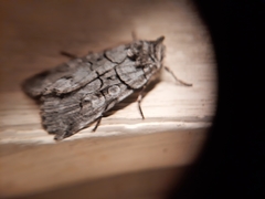 Sympistis chionanthi