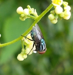 Cochliomyia macellaria