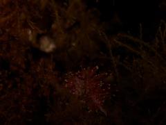 Paraflabellina funeka