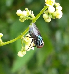 Cochliomyia macellaria
