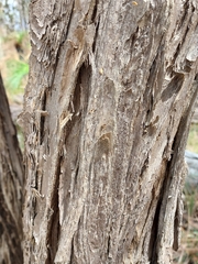 Melaleuca groveana