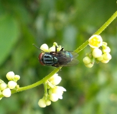 Cochliomyia macellaria