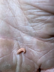 Microphotus angustus