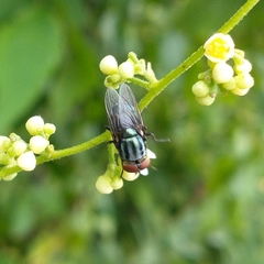 Cochliomyia macellaria