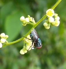 Cochliomyia macellaria