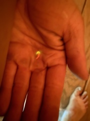 Microphotus angustus