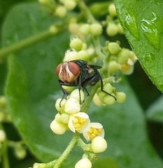 Cochliomyia macellaria