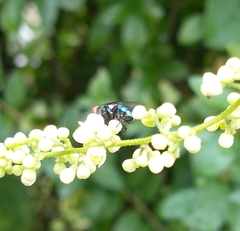Cochliomyia macellaria