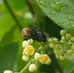 Cochliomyia macellaria