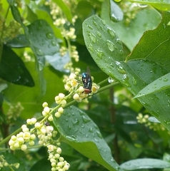 Cochliomyia macellaria