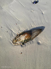 Callorhinchus capensis