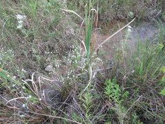 Eryngium integrifolium