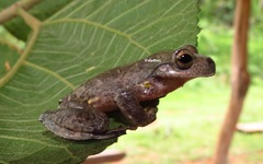 Ptychohyla hypomykter