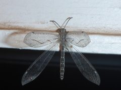 Euptilon sinuatum