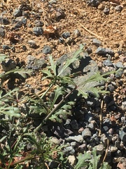 Cristaria multiflora