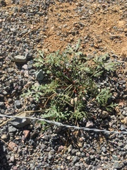 Cristaria multiflora