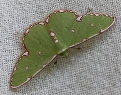 Argyrocosma inductaria