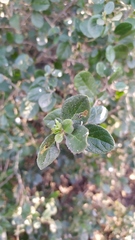 Azara dentata
