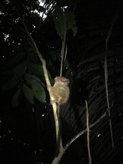Tarsius spectrumgurskyae