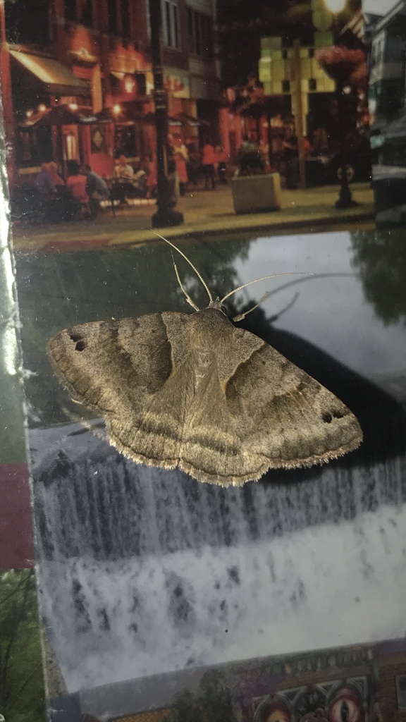 Forage Looper Moth