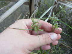 Cyperus flavescens