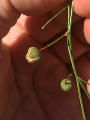 Cristaria multiflora