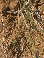 Cristaria multiflora