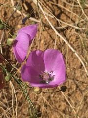 Cristaria multiflora