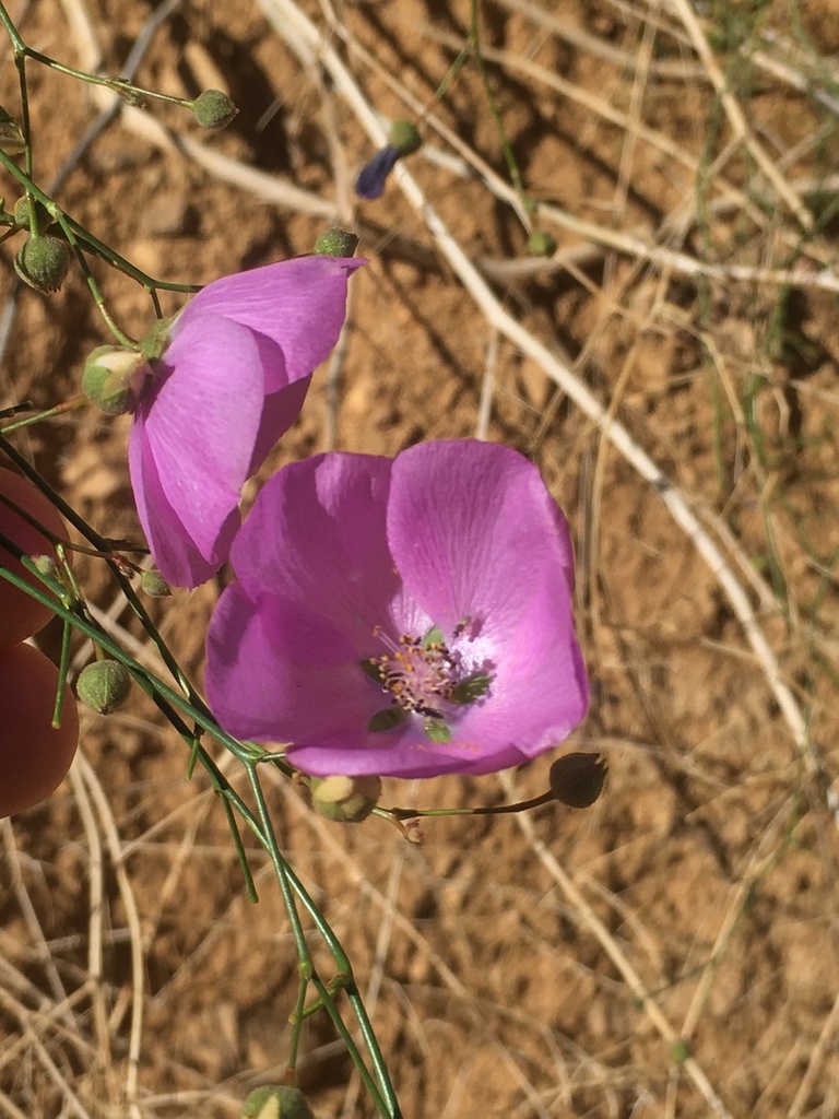Cristaria multiflora