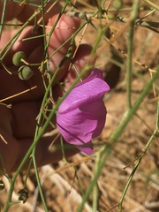 Cristaria multiflora