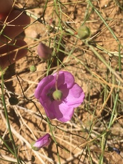 Cristaria multiflora