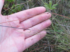 Rhynchospora rariflora