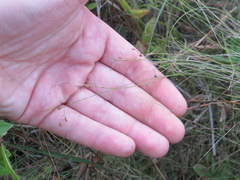 Rhynchospora rariflora